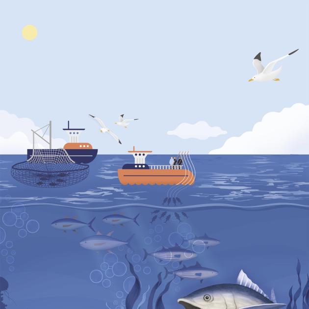 Mitä kaikkea vastuullisesti tuotetussa tonnikalassa on huomioitu – ja miten asiat näkyvät tutuissa Pirkka-tonnikalapurkeissa?